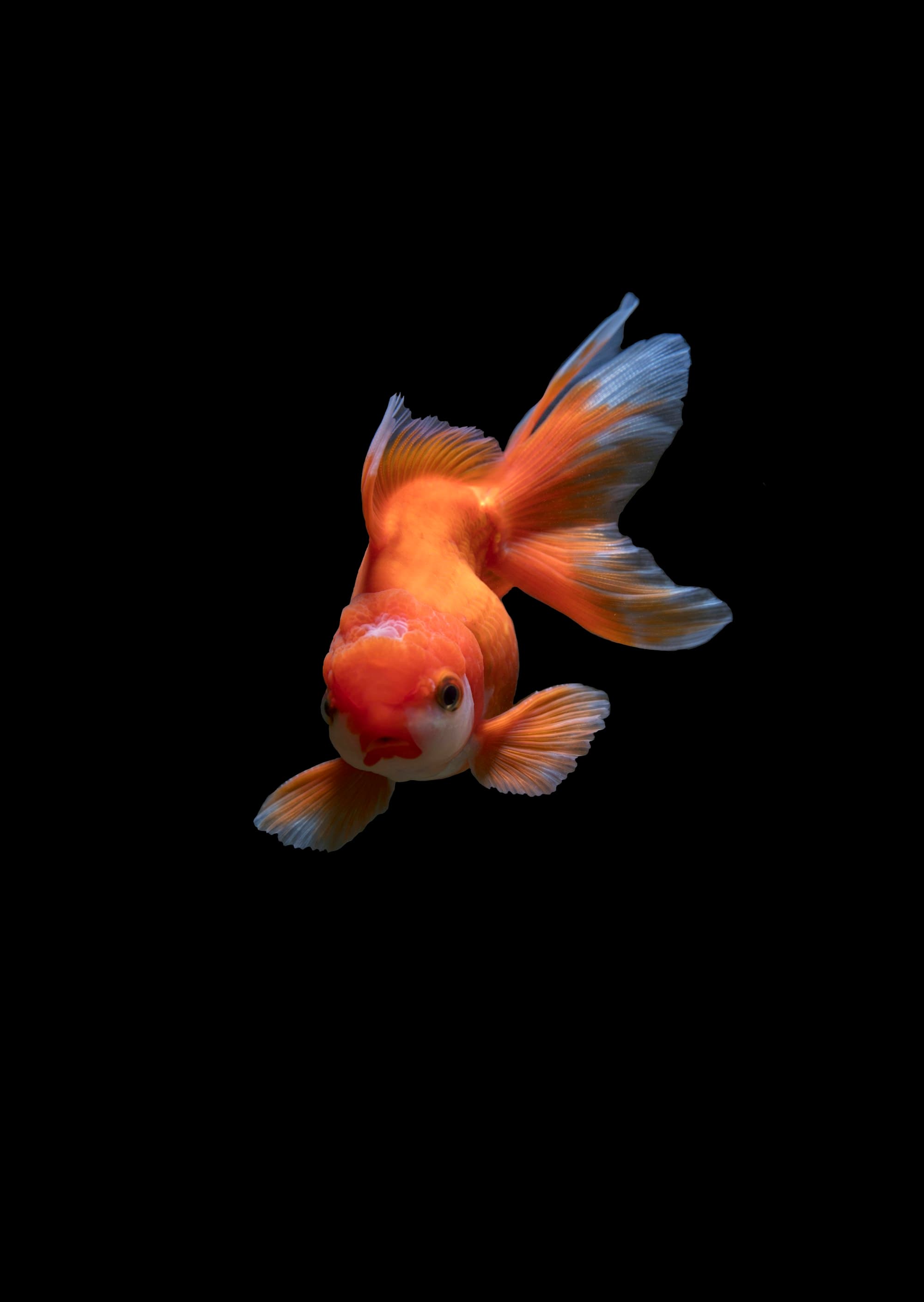 Aquarium met planten en verlichting
